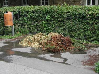 7 Schubkarren voller Algen und Laub